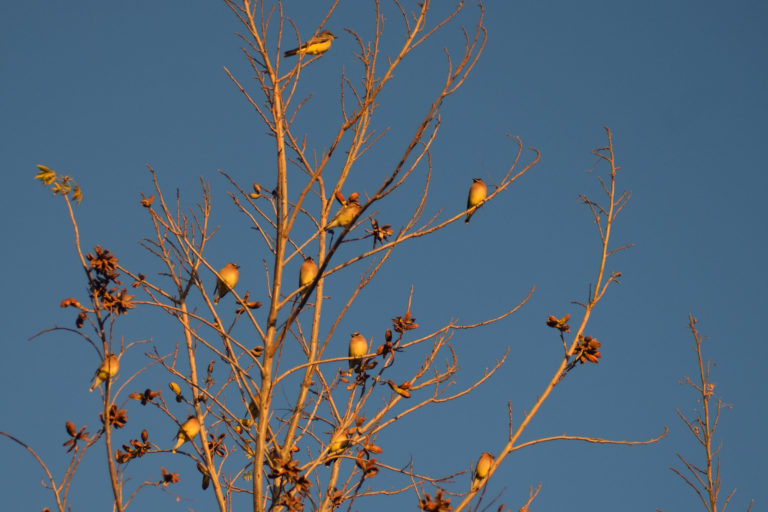 UAA presenta las Galerías Urbanas “Aves de Aguascalientes” y “Las alas del Campus” 