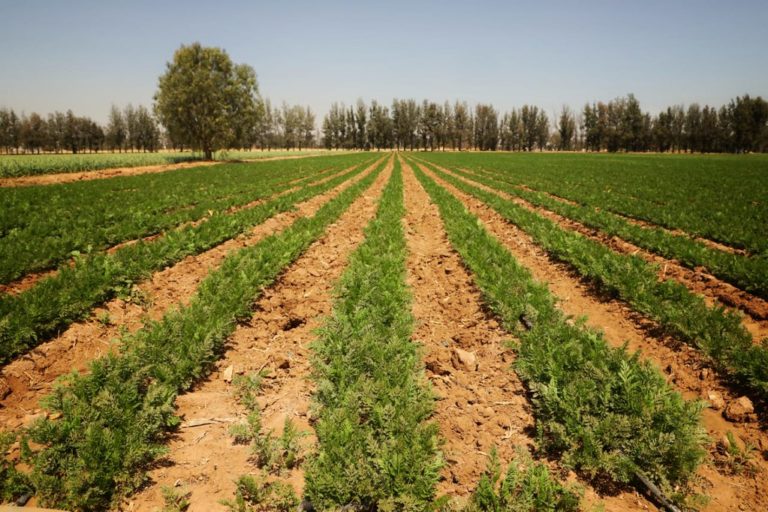 Alto costo de insumos y servicios afecta a las labores del campo en Aguascalientes