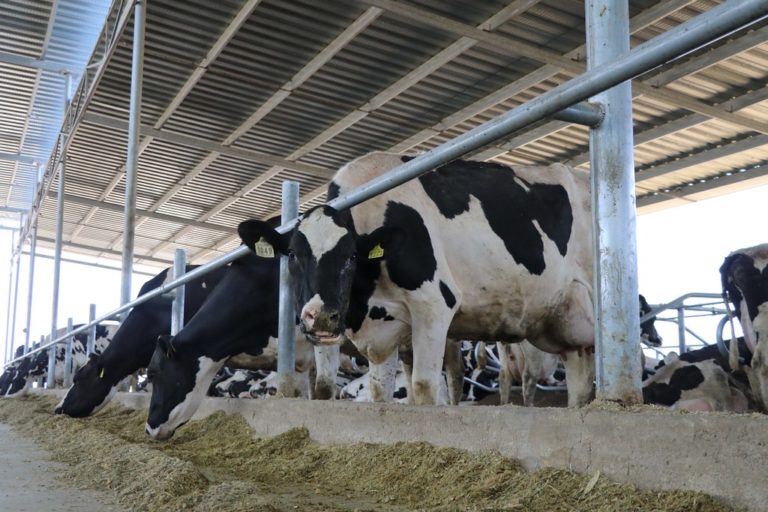 Aguascalientes será sede de evento especializado de la leche