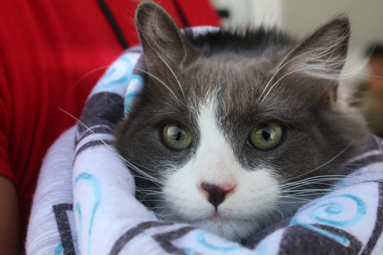 Servicios veterinarios gratuitos en Calvillo, Aguascalientes este 10 de noviembre