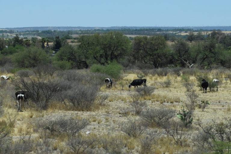 Declaratoria de emergencia por sequía en Aguascalientes va tarde: CNC