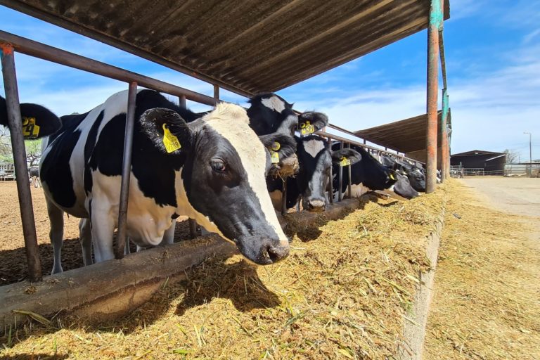 SEDRAE amplía plazo de convocatoria de Apoyo de suplemento alimenticio para ganado en Aguascalientes