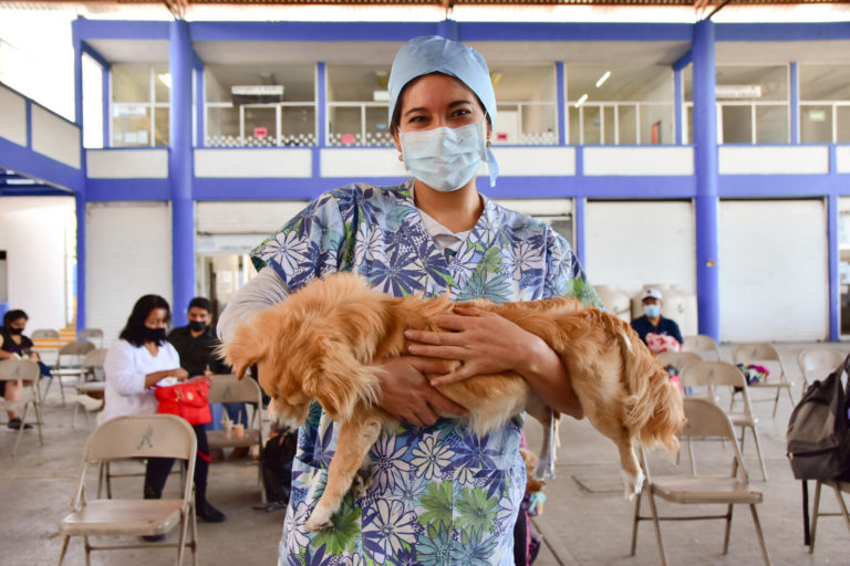 Nueva campaña de esterilización canina y felina gratuita en Aguascalientes