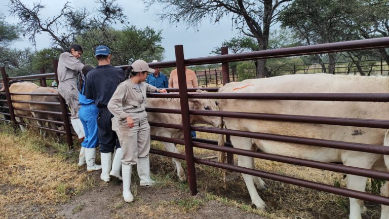 Ayuntamiento de Aguascalientes concluye vacunación a ganado bovino y ovino 