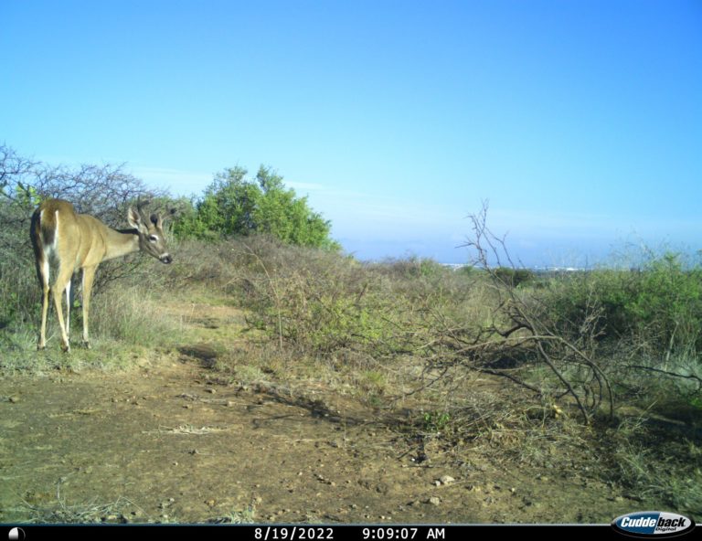 SSMAA instala cámaras para conocer patrones de la vida silvestre en Aguascalientes