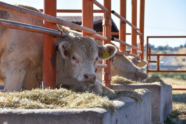 Amplían convocatoria para que productores accedan a alimento para su ganado