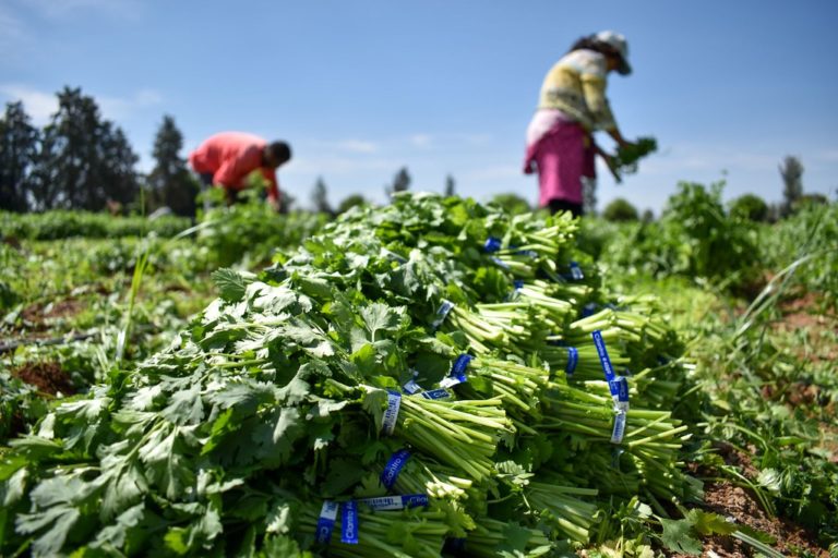 Campo de Aguascalientes se beneficia de residentes de Zacatecas 
