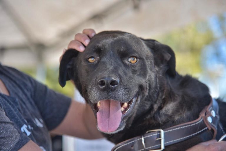 Peleas de perros, un delito de seguridad pública en Aguascalientes