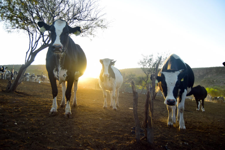 El sector ganadero en Aguascalientes atraviesa una situación crítica  