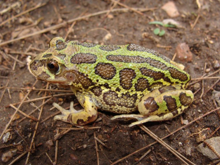 Biólogos e investigadores de la UAA advierten de los riesgos que afrontan especies de anfibios en la entidad