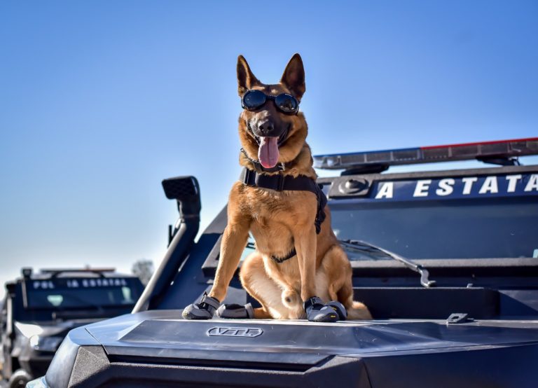 Este año se reforzará “Blindaje Aguascalientes”