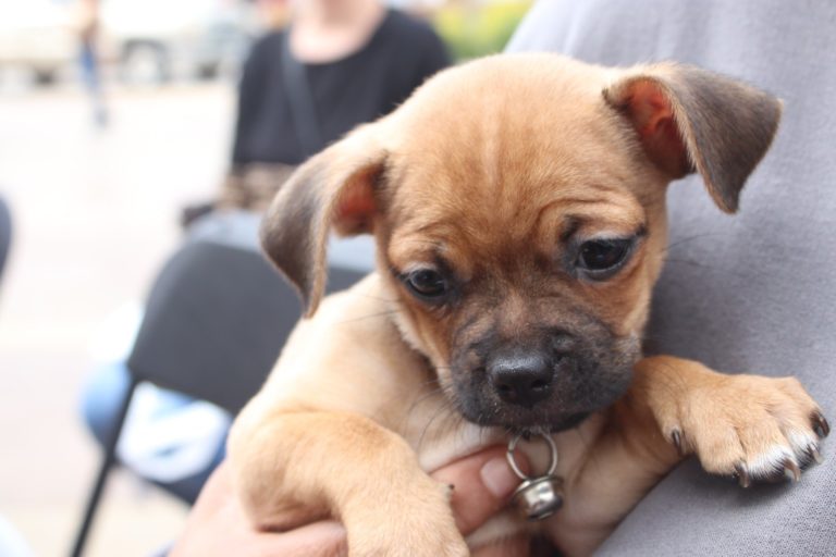PROESPA reanuda atención médica gratuita para mascotas este viernes en la Línea Verde