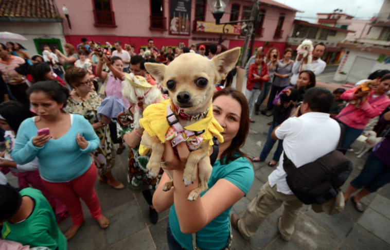 Proponen que los gastos médicos de mascotas sean deducibles de impuestos 