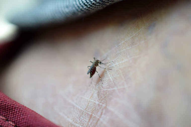 El dengue se ha convertido en un problema de salud pública en Aguascalientes