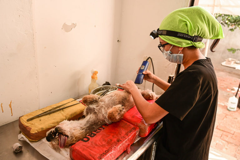 Proponen ante el Congreso estatal de Aguascalientes que municipios etiqueten presupuesto para esterilizaciones gratuitas