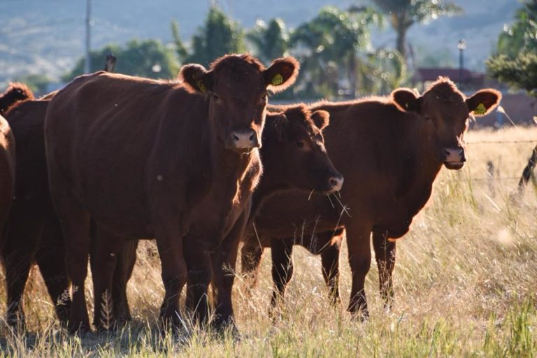 Gobierno del Estado de Aguascalientes anunció la convocatoria para el programa de mejora de ganado