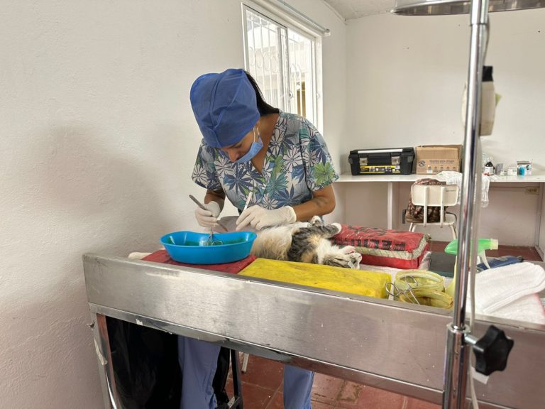 Municipio de Aguascalientes anuncia nueva campaña gratuita de esterilización canina y felina