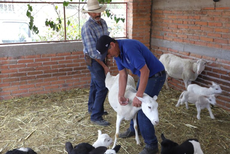 Jesús María, Aguascalientes realizó campaña de vacunación a ovinos