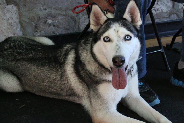 “Caravana de Salud Canina y Felina” en Paseos de la Providencia, San Francisco de los Romo