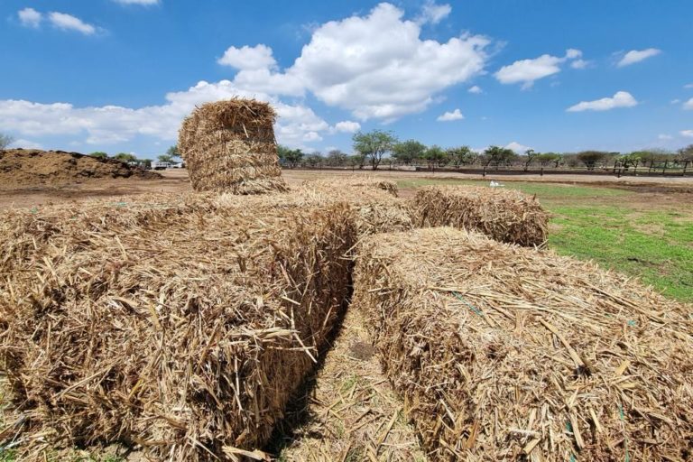 Anuncian apoyos para la compra de alimentos y suplementos para ganado en Aguascalientes