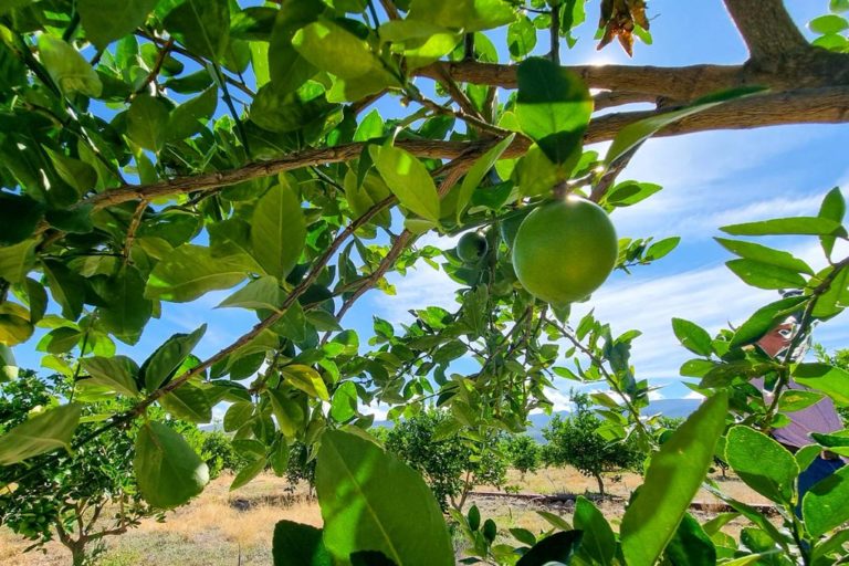 Ya se encuentra abierta la convocatoria para la producción y reconversión en áreas de riego y temporal