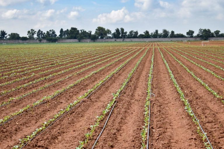 SEDRAE Aguascalientes vincula ciencia y tecnología con la producción en el campo