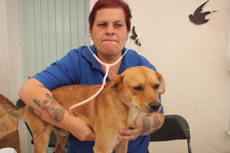 Este sábado se ofrecerán servicios veterinarios gratuitos en Plaza Universidad en Aguascalientes