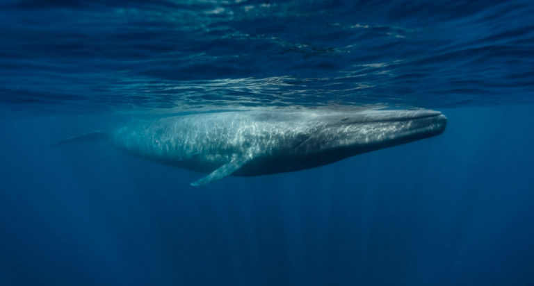 Casi la mitad de las especies migratorias del mundo están en declive: ONU