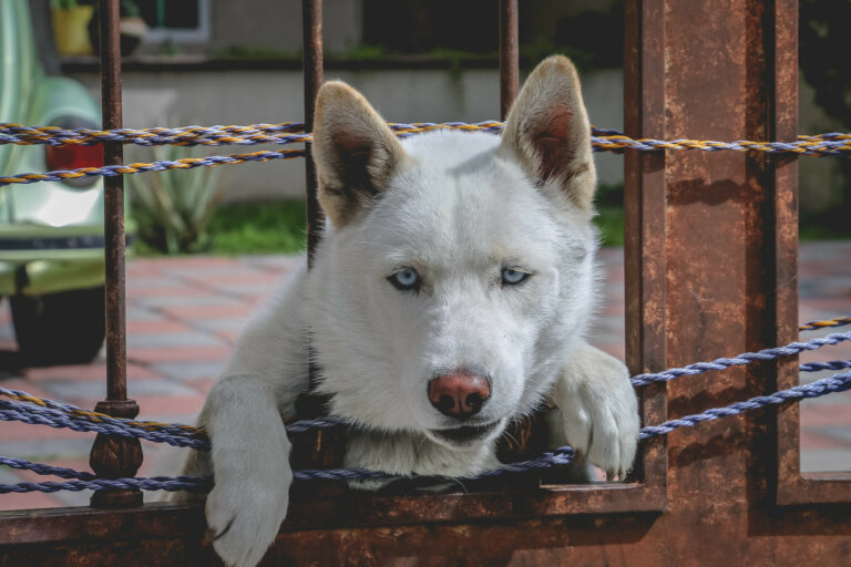 Preocupan casos de rabia, llaman a vacunar a mascotas en Aguascalientes