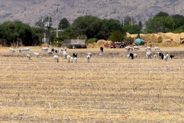 Preocupa que la federación no destine recursos para la sequía de Aguascalientes
