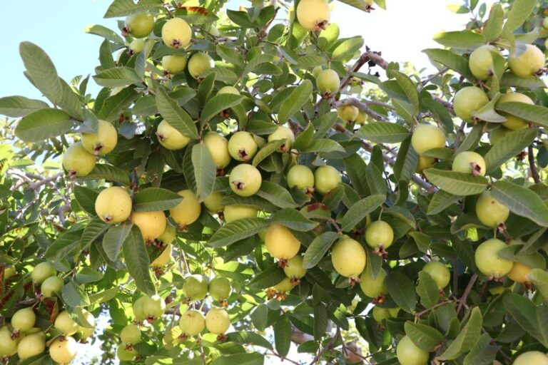 Guayaba a punto de extinguirse en Aguascalientes por los efectos del cambio climático