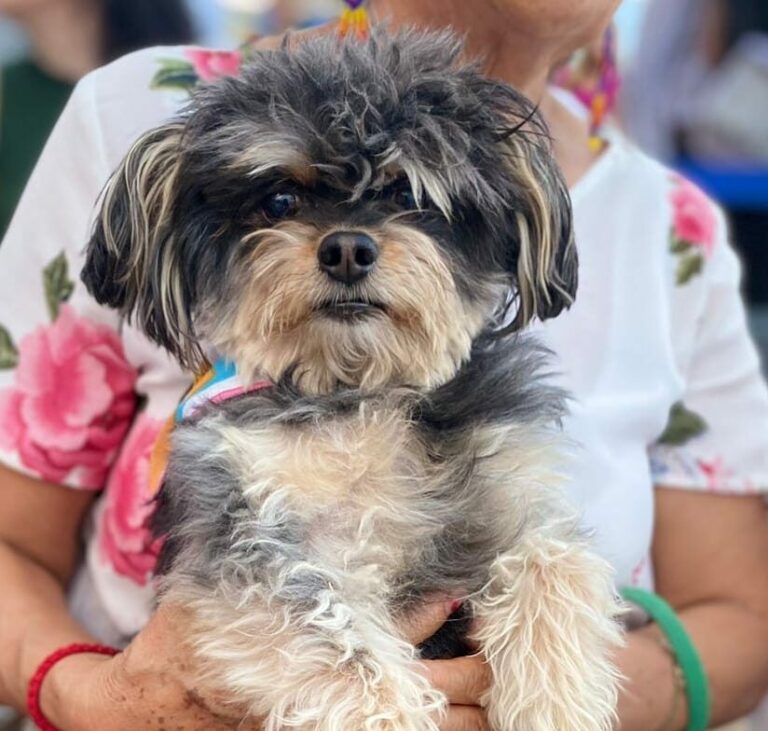 Municipio de Aguascalientes invita a las campañas de esterilización canina y felina