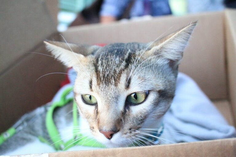 Servicios veterinarios gratuitos este viernes en La Victoria, Tepezalá