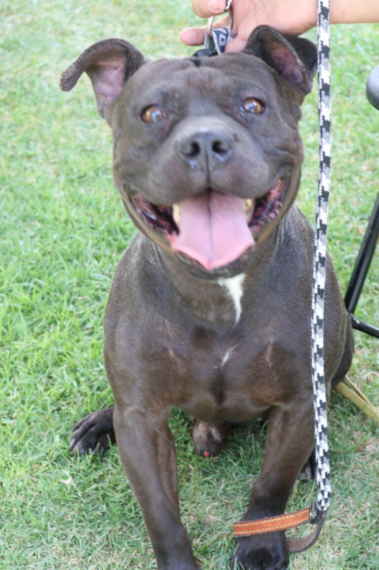 Este viernes habrá servicios veterinarios gratuitos en Cosío 