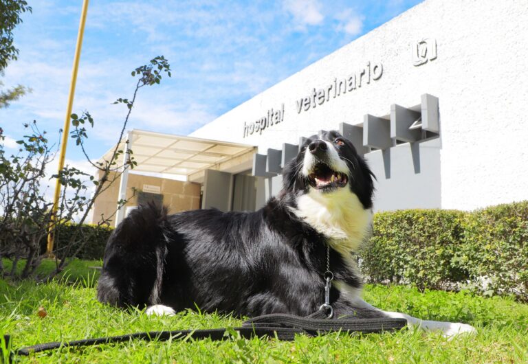 Por semana santa, Hospital Veterinario de la UAA suspenderá labores 