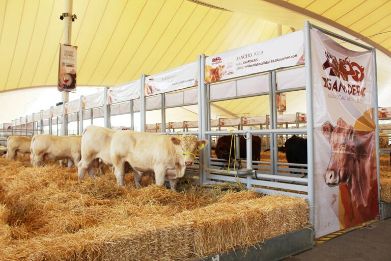 Todo listo para arrancar Expo Ganadera y Expo Agroalimentaria de la FNSM 2024  