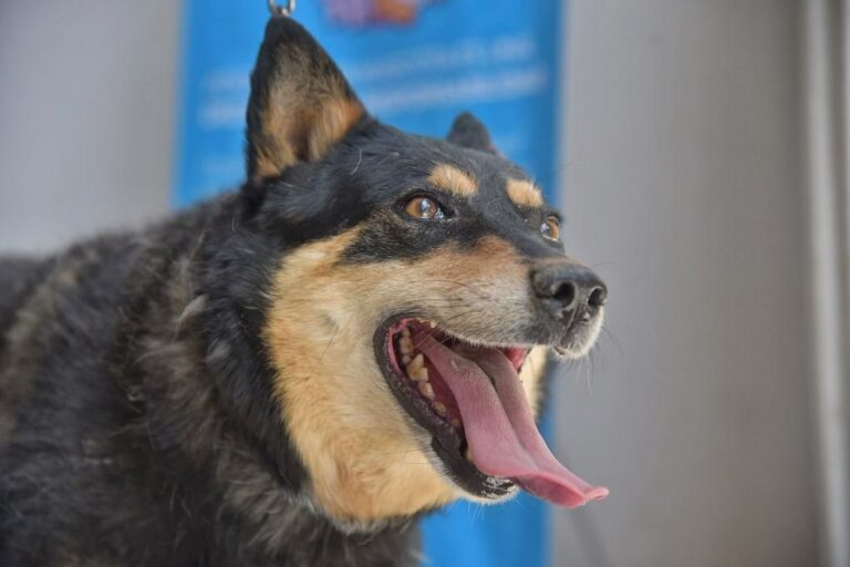 Rescatan a 20 perros utilizados para peleas clandestinas en Aguascalientes