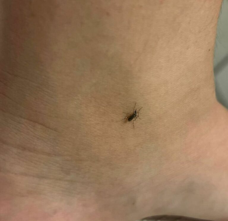 Suman siete casos de Dengue en Aguascalientes en lo que va del año 