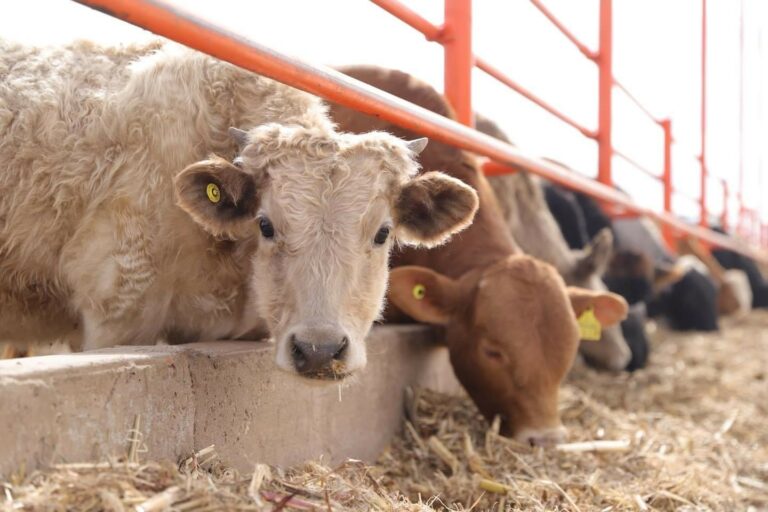 Se perdió el 50 por ciento del hato ganadero por sequía en Aguascalientes