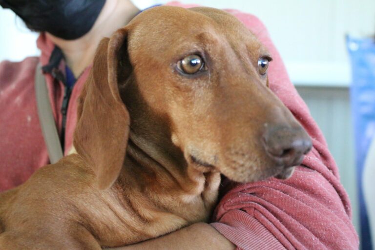 Mascotas son entregadas por sus propios dueños al antirrábico en Aguascalientes