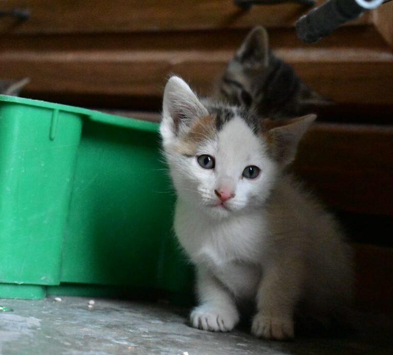 Municipio de Aguascalientes y activistas a favor del bienestar animal