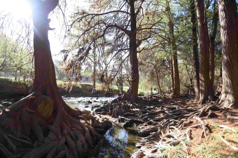 Invita SEMADESU a participar en diplomado ambiental