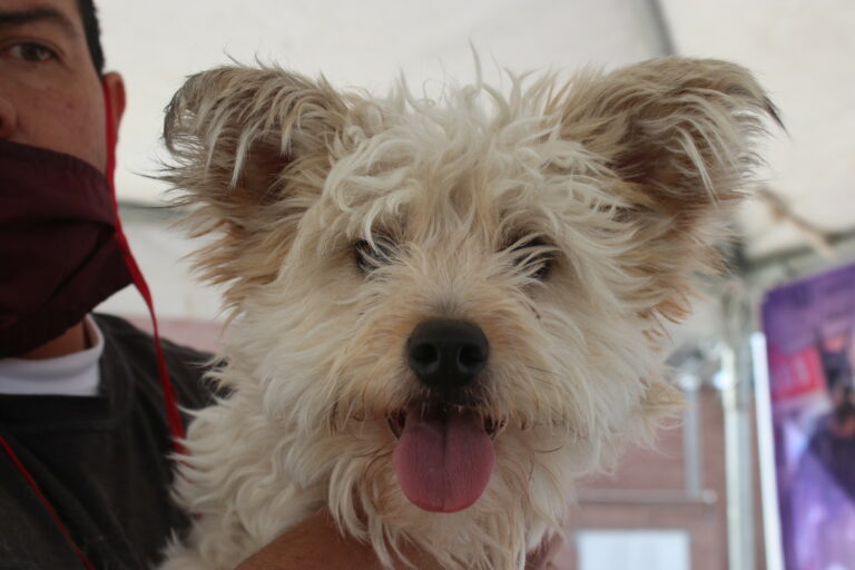 Este viernes habrá servicios veterinarios gratuitos en Aguascalientes y Jesús María