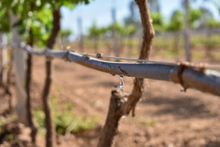 Buscan garantizar que en todas las actividades de producción del sector agrícola se favorezca el reuso del agua