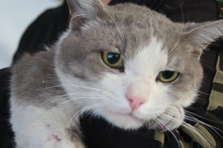 Esta semana servicios veterinarios gratuitos en Pabellón de Arteaga y Aguascalientes