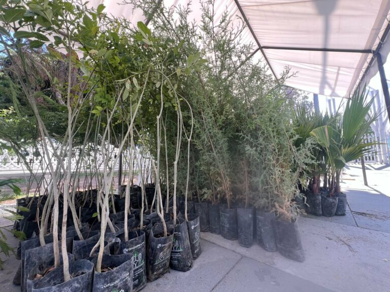 Celebra el Día Internacional de la Madre Tierra adoptando un árbol o una planta