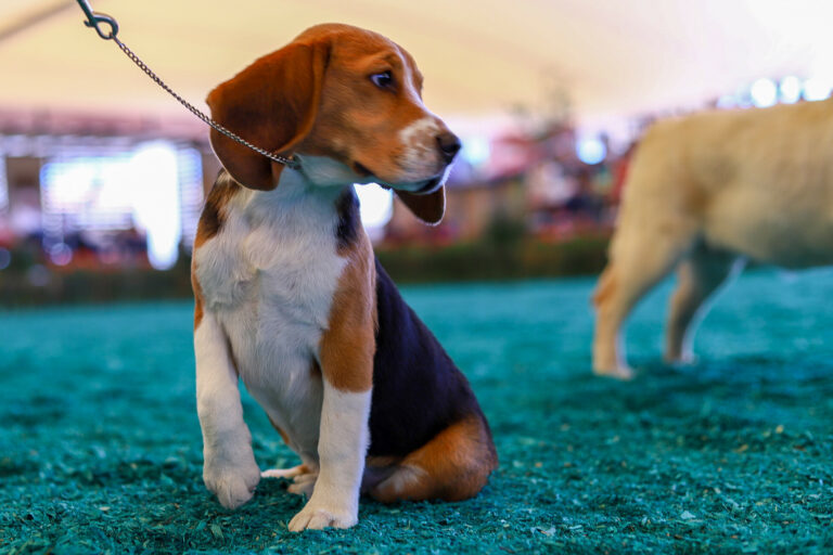 Encabezó Tere Jiménez Expocanina en la Feria Nacional de San Marcos