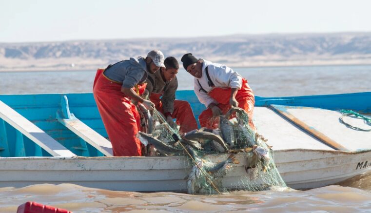Gobierno de AMLO se ha echado para atrás en el combate a la pesca ilegal: Oceana 