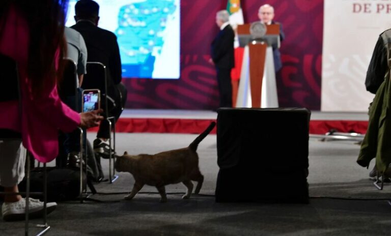 Gatos federales: Presidencia declara “activos fijos vivos” a los felinos de Palacio Nacional 