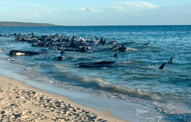 Más de 100 ballenas piloto varadas en la costa de Australia fueron rescatadas